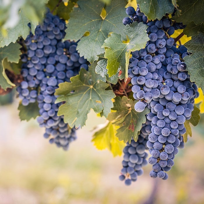 cabernet sauvignon cepas de vino