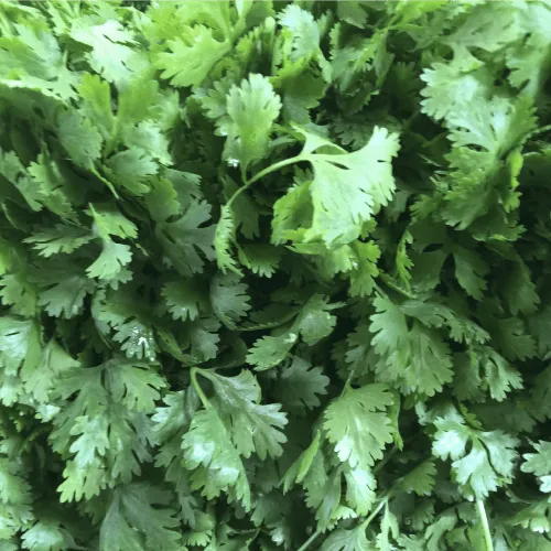 cilantro