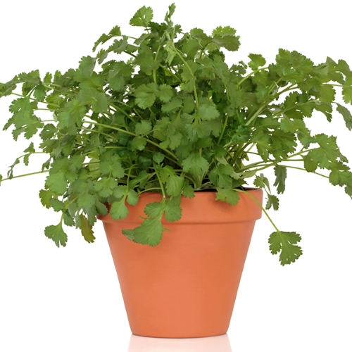 como hacer una huerta de cilantro