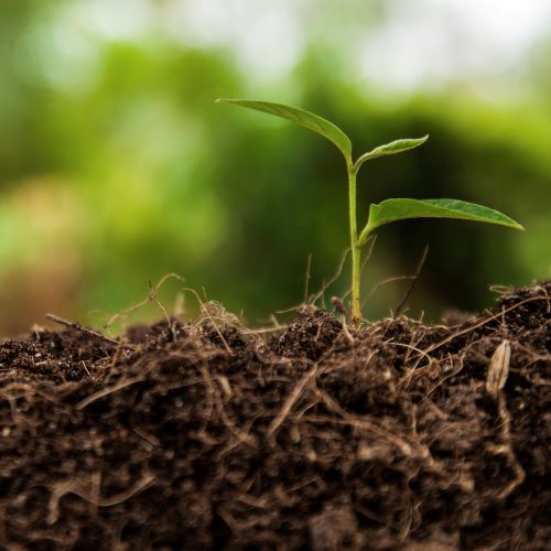 como preparar la tierra para hacer un huerto casero