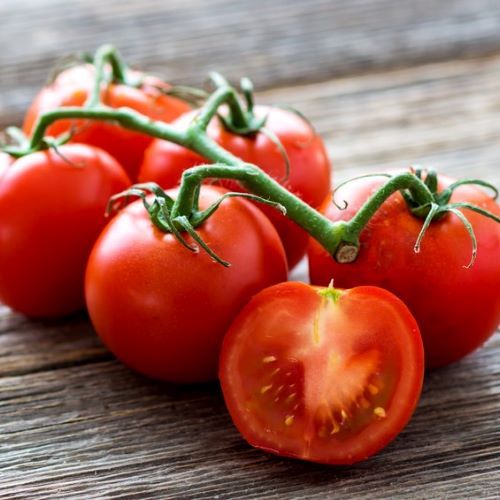 como sembrar tomate