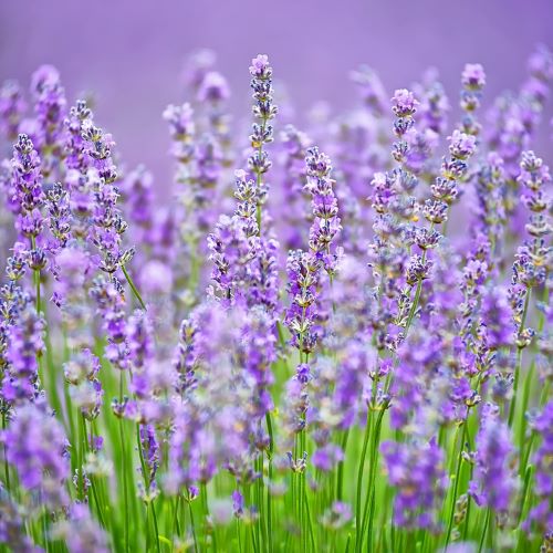 lavanda comestible