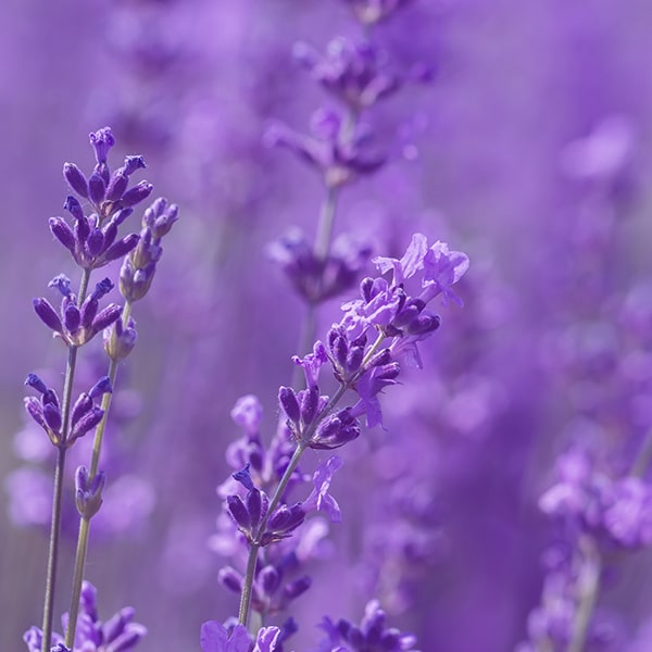 lavanda