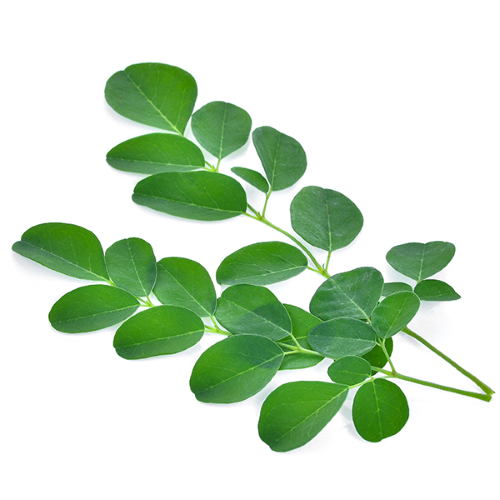 moringa en huerto