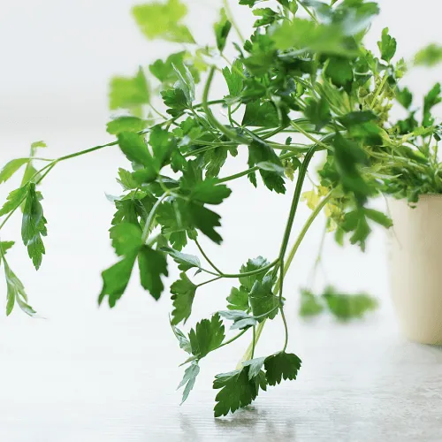 propiedades del cilantro