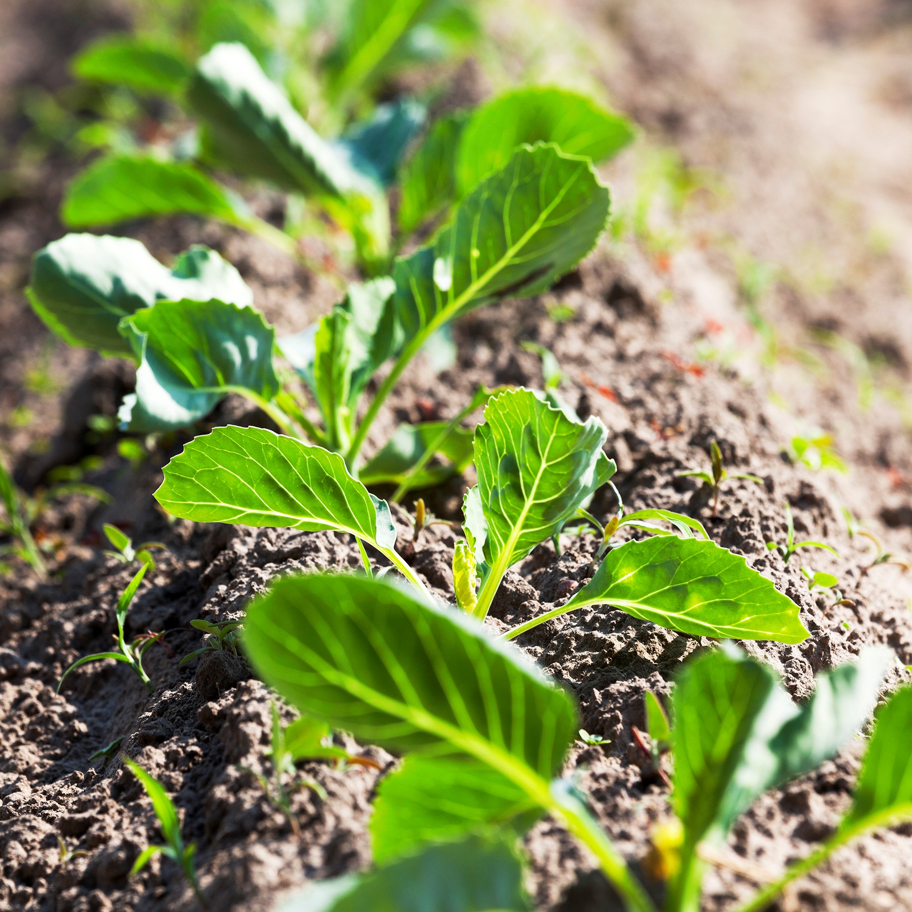 vegetales que puedes cosechar en otoño