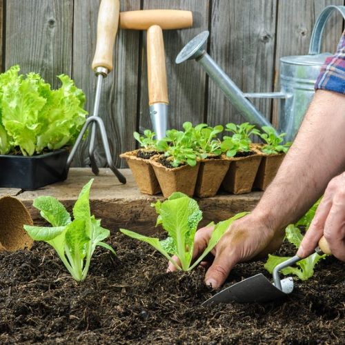 vegetales que puedes sembrar en primavera